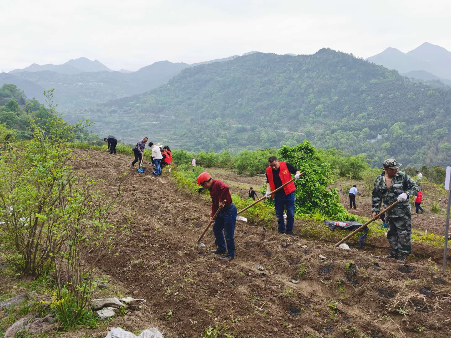 青田县贵岙兴村果园突击队再发动，套种巧促增收