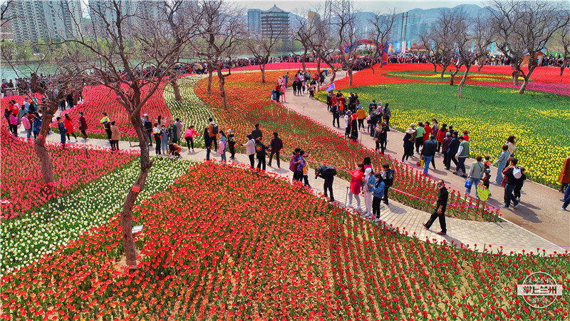 永靖刘家峡如意公园郁金香,永靖郁金香旅游景点图片