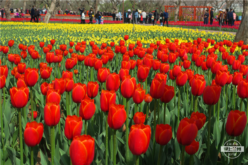 永靖刘家峡如意公园郁金香,永靖郁金香旅游景点图片