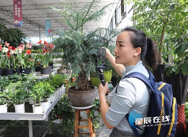 直播带货卖兰花萝卜,卖花带货直播间