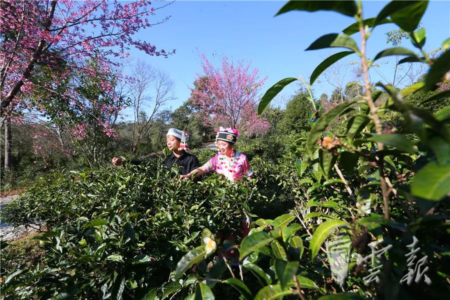 云南山头春茶价格表,云南冰岛春茶价格