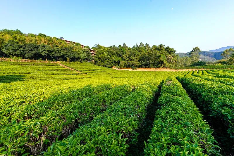 广东省5a旅游景点大全,广东省5a国家级旅游景区名单