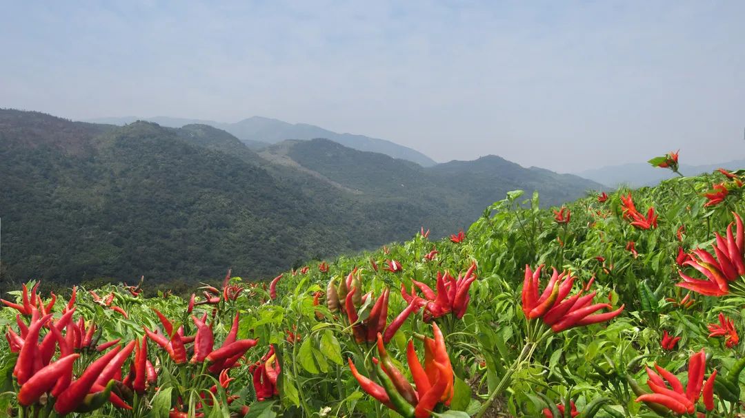 “气候好产品”第三弹：舌尖上的气候密码