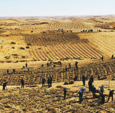 河北雄安新区端村镇千年秀林,雄安新区植树基地