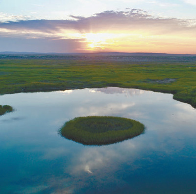 河北雄安新区端村镇千年秀林,雄安新区植树基地