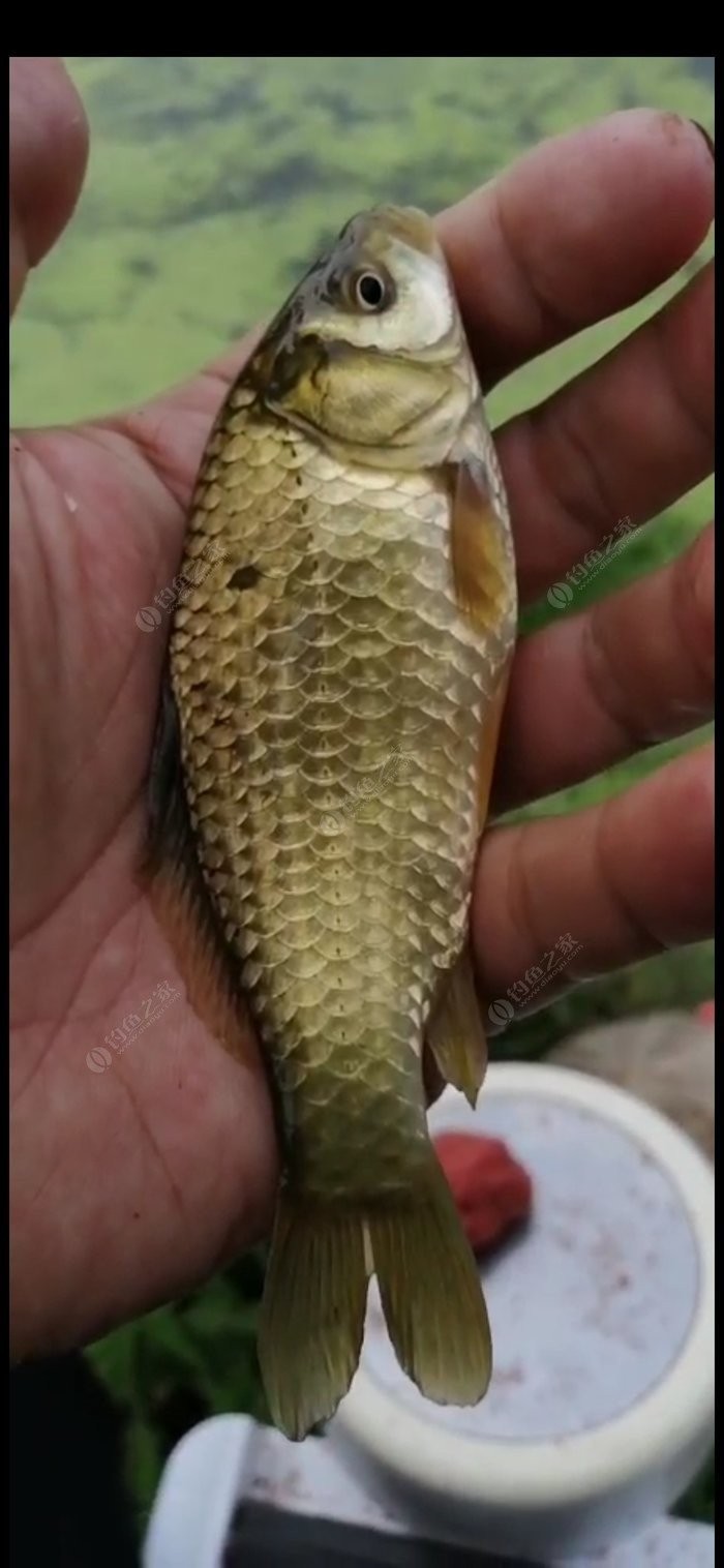 老钓友用什么钓鲫鱼,老钓友钓鱼技巧