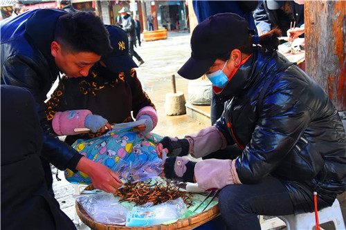 松潘县虫草市场,四川虫草网上商城
