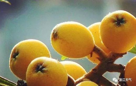 塘栖枇杷熟了！有了这份指南，吃货们必定不虚此行！