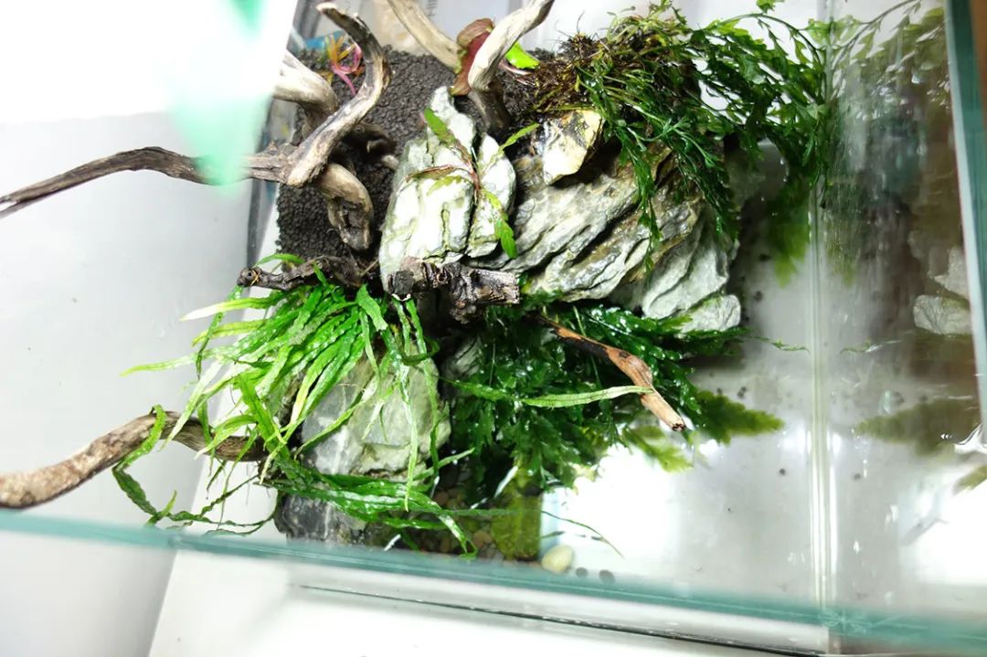 为了宝宝出掉草缸，最后还是耐不住寂寞啊