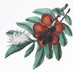 口腔溃疡去火牙膏,牙龈出血而且口腔溃疡口臭的牙膏