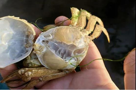 河蟹养殖技术最新,最简单的河蟹养殖