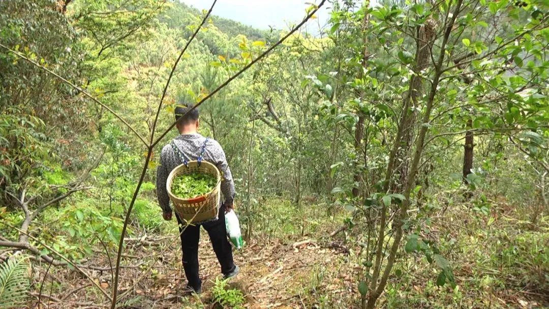 仙人茶每斤多少钱,多祝仙人茶价格
