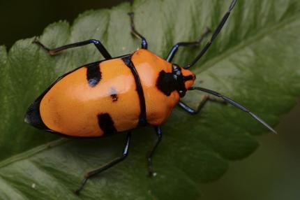 揭开令人厌恶的面纱,它们竟是治愈系的小精灵