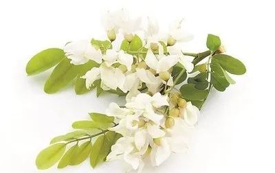 翠姐养生|寓意吉祥——槐花