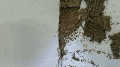 屋里白色小飞虫咬人,家里好多黑色的带壳小飞虫咬人吗