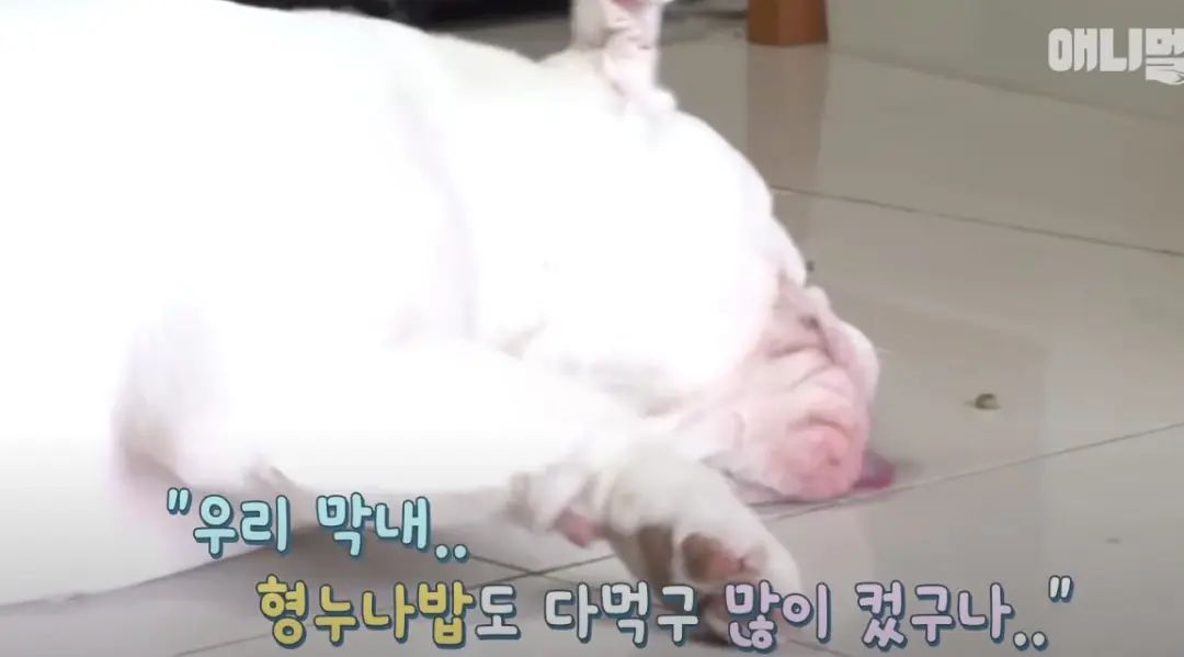 小奶狗怎么越吃越瘦是什么原因,小奶狗太瘦如何快速长胖