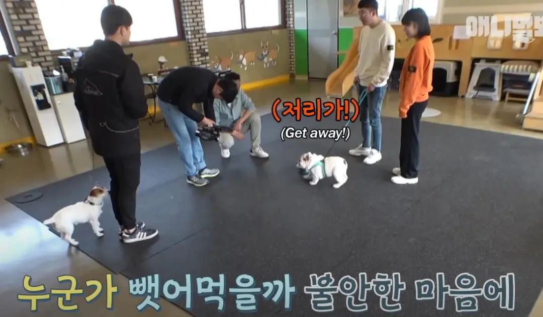 小奶狗怎么越吃越瘦是什么原因,小奶狗太瘦如何快速长胖