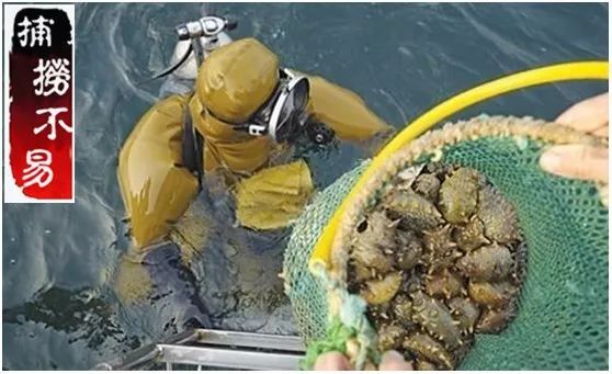 最新海参市场消息,海参市场靠谱吗