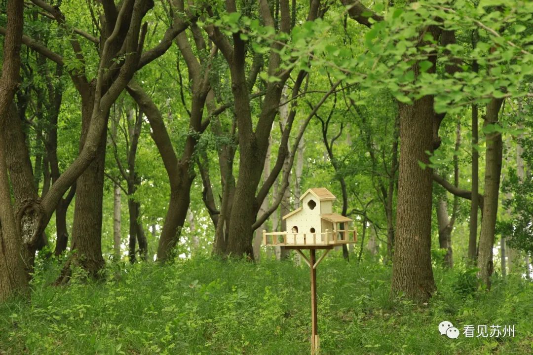 苏州森林里野奢树屋,苏州泡温泉度假的地方推荐