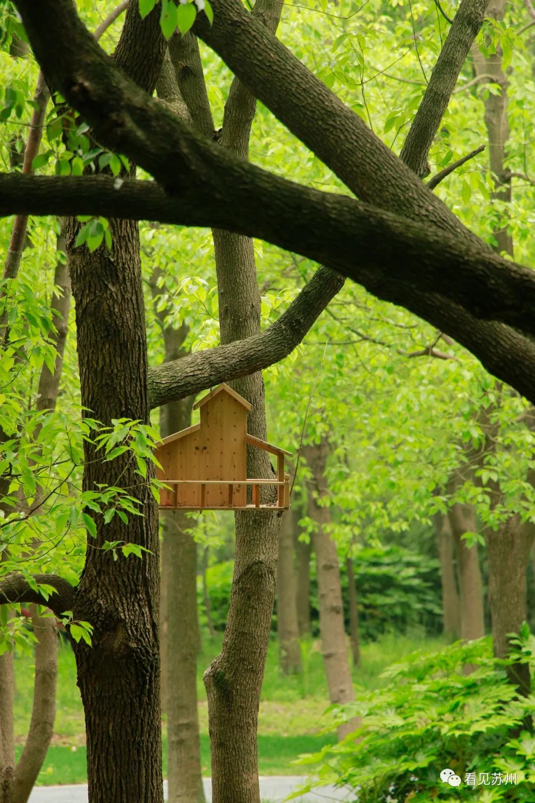 苏州森林里野奢树屋,苏州泡温泉度假的地方推荐