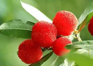 二三月份的应季水果有哪些,五月份应该吃的应季水果