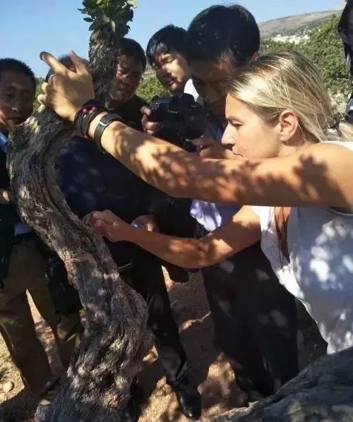 各种各样味道的爆爆珠,日本七星爆珠薄荷味