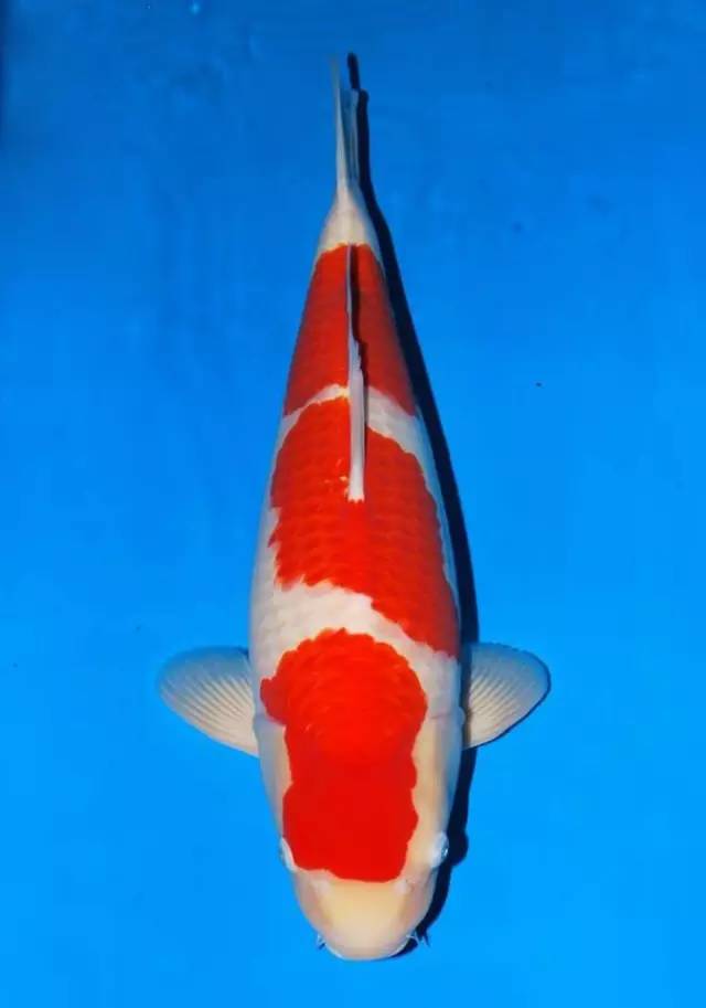 锦鲤的饲养方法及注意事项,锦鲤养到最后鱼友为什么不想养了