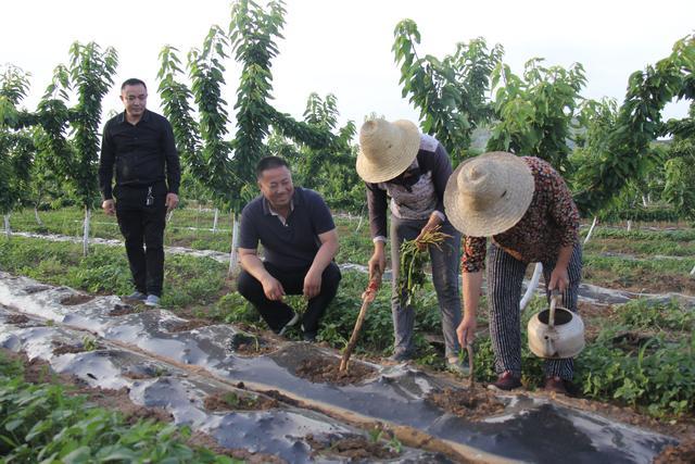 淅川乡村振兴,淅川大石桥乡农业