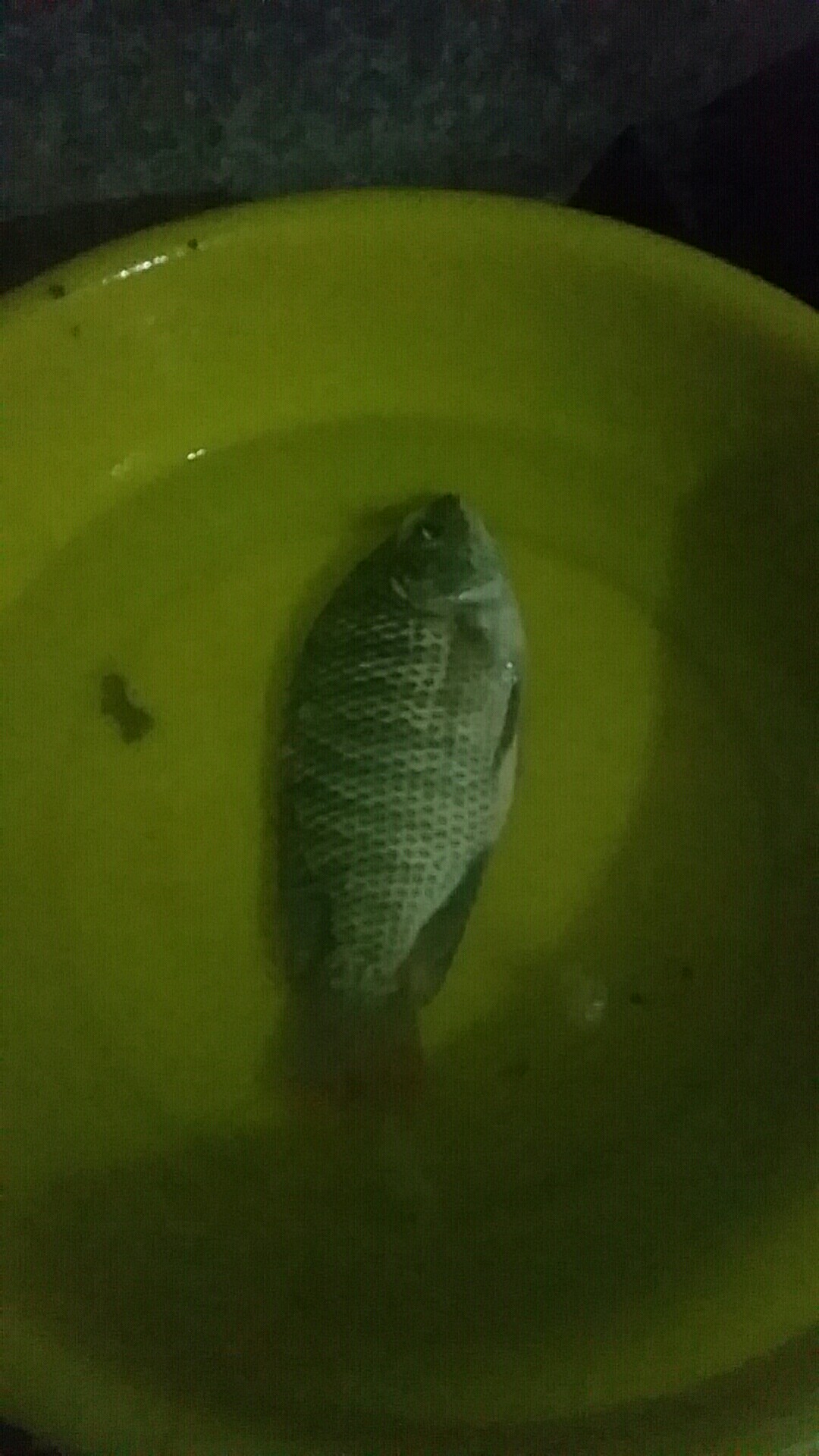 喜欢你！515狂拉不断！探钓永春红五一水库