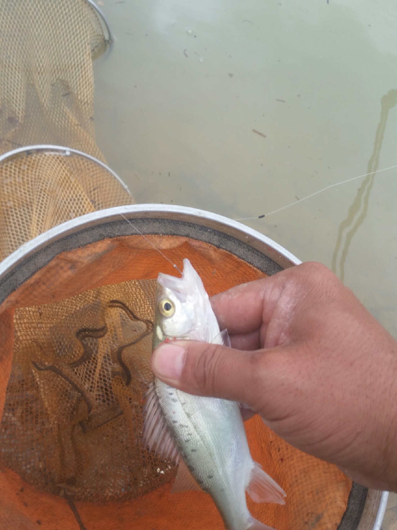 喜欢你！515狂拉不断！探钓永春红五一水库