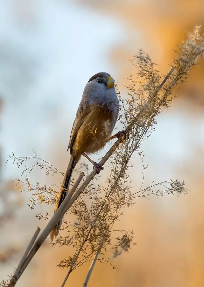 盐城最厉害的勺子,盐城铜勺子