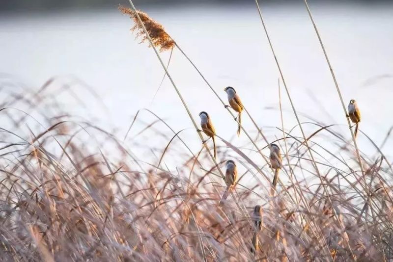 盐城最厉害的勺子,盐城铜勺子