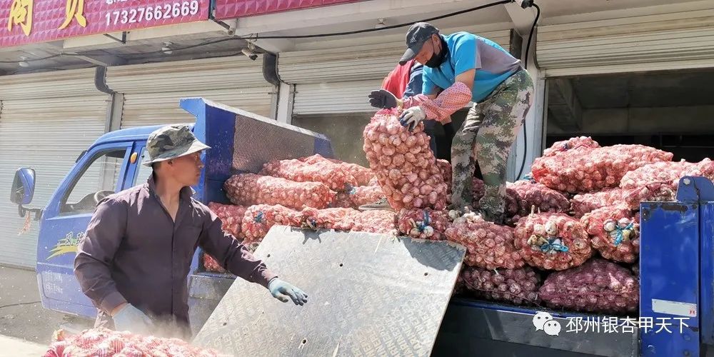 大蒜收获季!邳州强化服务助农解忧
