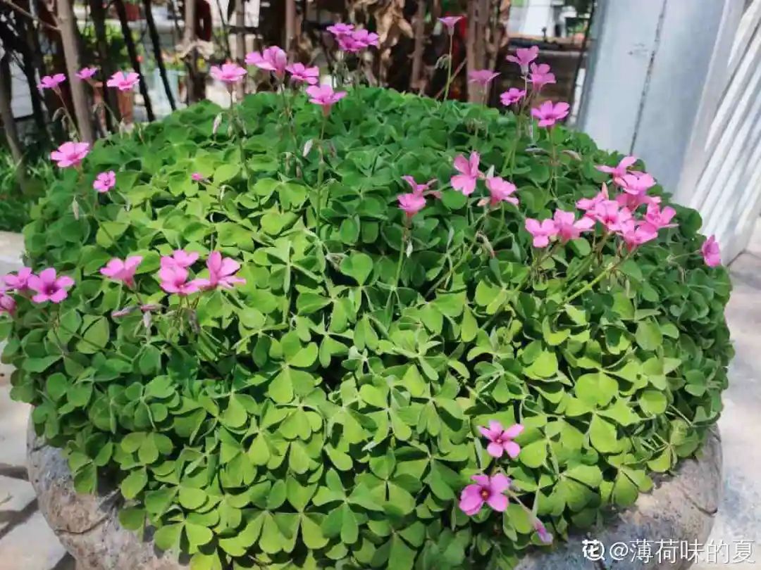 绿道有哪些科普,绿道花卉