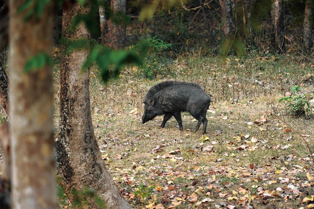这样的鸟兽胖友圈，你见过吗？