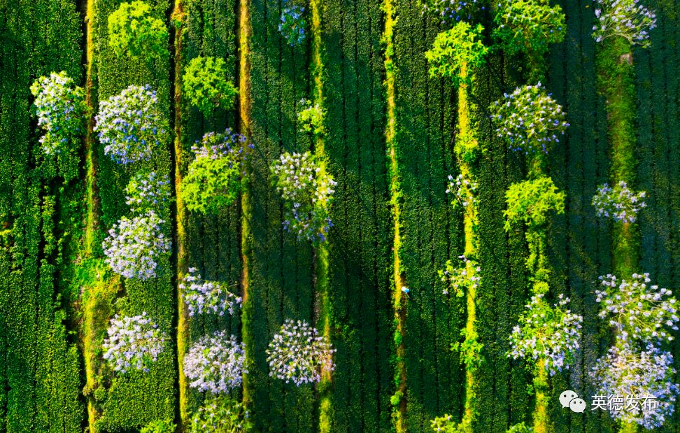 英德特产招牌,喜讯新兴一镇入选全国榜单