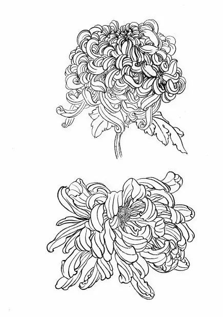 白描菊花国画如何上色,国画白描菊花图片大全