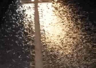 冬季蟑螂不休眠抓住灭蟑的好时机,灭蟑螂的最好方法家里有很多蟑螂