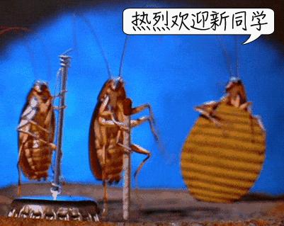 冬季蟑螂不休眠抓住灭蟑的好时机,灭蟑螂的最好方法家里有很多蟑螂