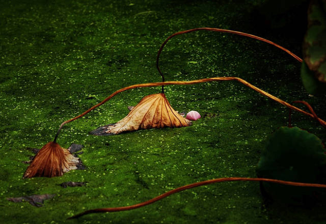 淮阳的荷花真美,又到了赏荷花的季节家门口的美景