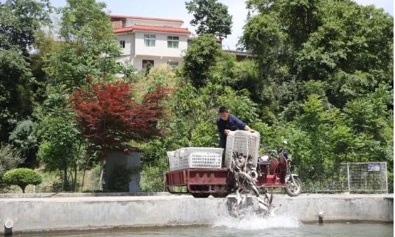 岚皋旅游农业怎么样,岚皋鱼
