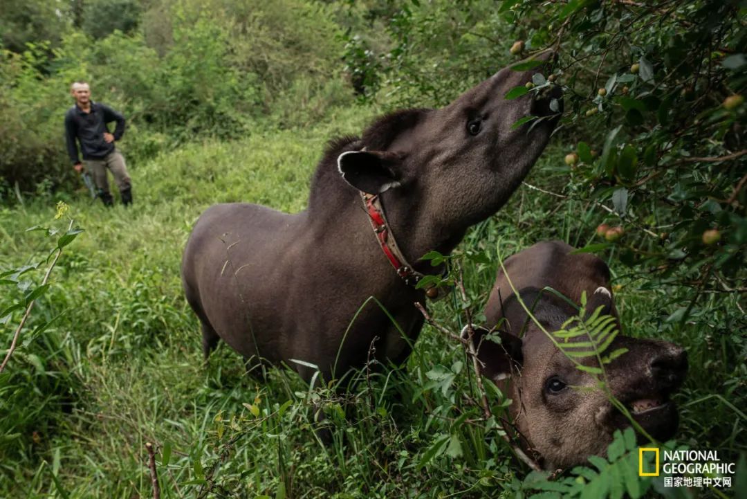 这对夫妇花巨资买下国家公园，居然白送？