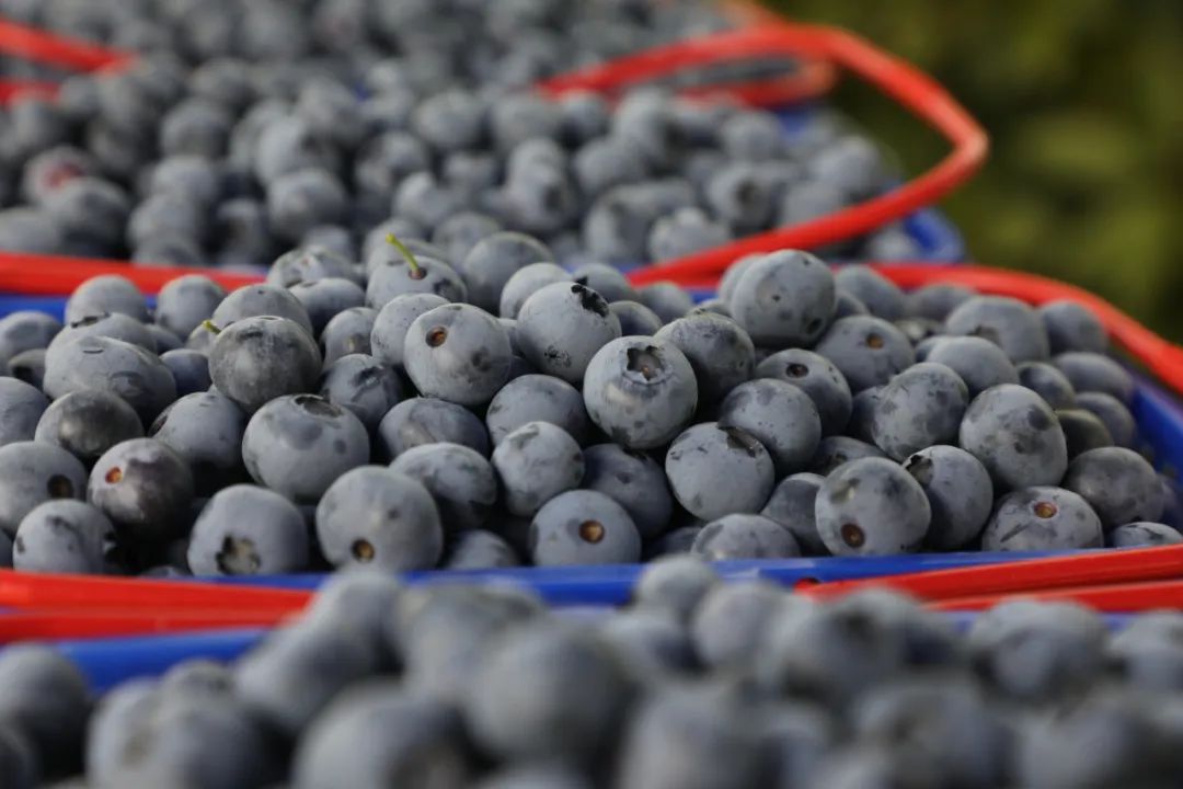 酸甜可口咬一口满嘴口水,酸甜脆爽一口就能爆汁