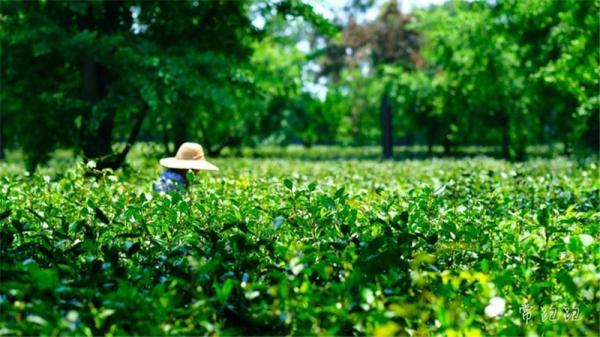 江浙低调的城市,常熟值不值得去