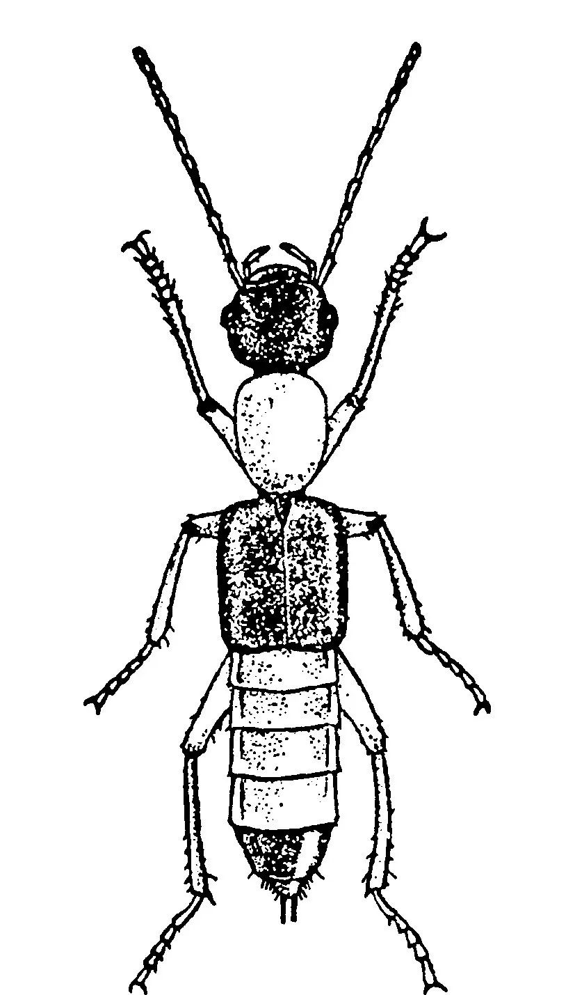 它来了，它来了，它跟着夏天飞来了！