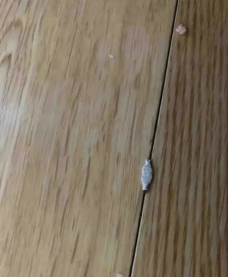 每天在家里抓10多只虫,每天在家里抓10只虫子