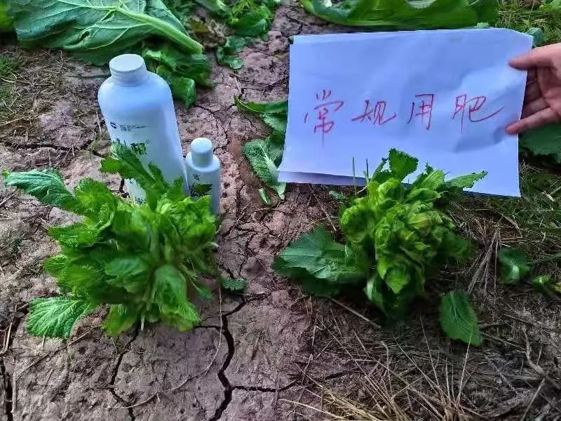 氮钾复合肥缓释肥,叶面喷雾缓释复合肥