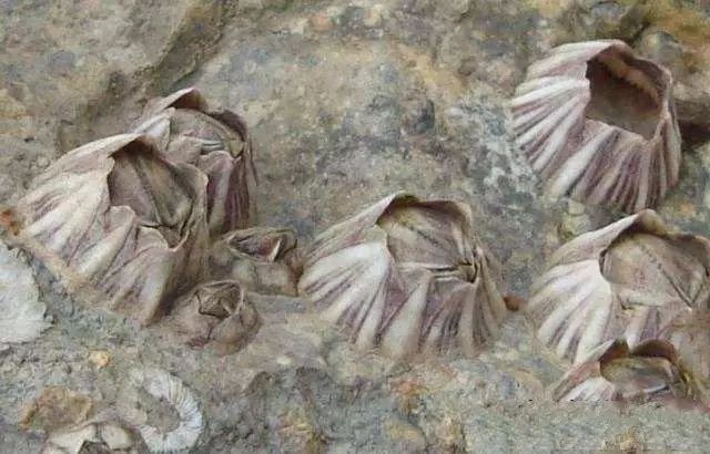 活石掉的粉末有害吗,活石里面虫子会寄生小鱼吗