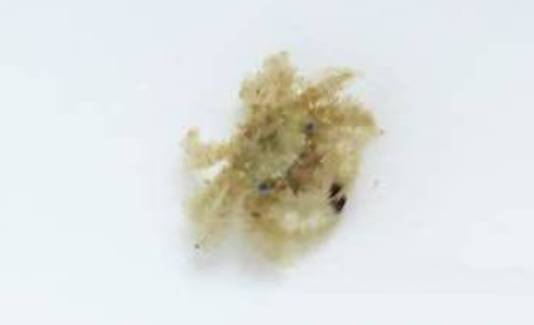 活石掉的粉末有害吗,活石里面虫子会寄生小鱼吗