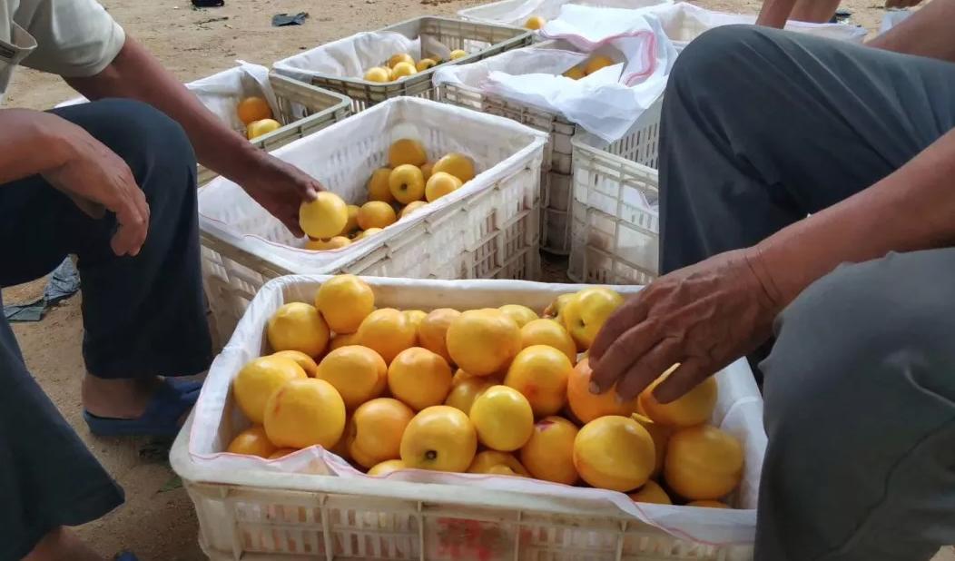 沂蒙山蒙阴黄金油蟠桃,山东蒙阴正宗黄金油桃